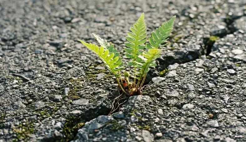 Pequeña planta verde creciendo a través de una grieta en el asfalto gris, simbolizando la fuerza ante la adversidad